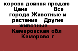 корова дойная продаю › Цена ­ 100 000 - Все города Животные и растения » Другие животные   . Кемеровская обл.,Кемерово г.